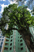 Arbre couvert d'épiphytes en ville, Curitiba, Nov. 2011