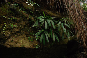 Pinanga rupestris, Bako, Sarawak, Juillet 2010