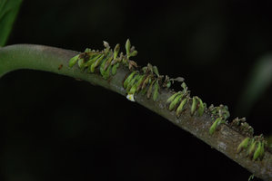 Monophyllaea singularis, détail des minuscules fleurs le long du pétiole, Bau, Sarawak