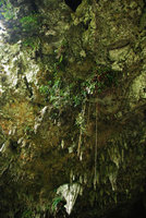 Stalactites, Begonias, Fougères et Ficus, grotte Bau, Sarawak
