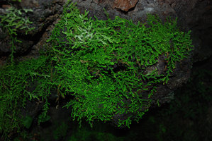 Selaginella sp, vert iridescent, sur rocher calcaire, Bau, Sarawak