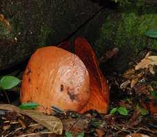 Rafflesia tuan mudae, bouton floral émergeant de la litière, Gunung Gading, Sarawak