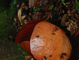 Rafflesia tuan mudae, bouton floral et mouche, Gunung Gading, Sarawak