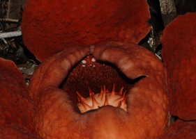Rafflesia tuan mudae, détail du centre de la fleur, Gunung Gading, Sarawak