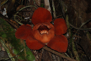 Rafflesia tuan mudae, fleur ouverte, Gunung Gading, Sarawak