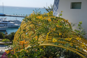 Life Marina, Boa jaune avec Tecomaria capensis et Euryops pectinatus en fleur, Ibiza, Feb 2012