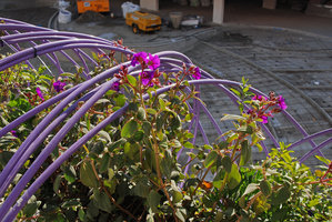 Life Marina, installation, Boa violet avec Tibouchina urvilleana en fleur, Ibiza, Feb 2012
