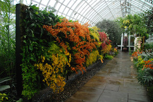 New York Botanical Garden, Orchid Show by Patrick Blanc, the Orchid Corridor