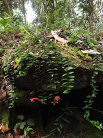Aeschynanthus radicans, flowering individual on a rock, Bukit Larut, Perak, Malaysia