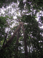 Ficus callosa pillar roots, Cape Machado, Malacca, Malaysia