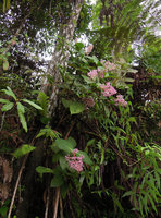 Medinilla speciosa, epiphytic at forest edge, Bukit Larut, Perak, Malaysia