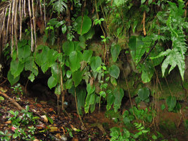Monophyllaea elongata population at the base of limestone cliff near cave entrance, Gua Tempurung, Perak, Malaysia