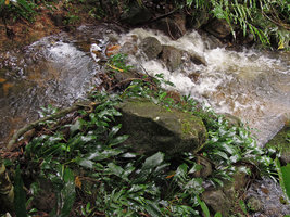 Piptospatha perakensis, rheophytic population, Perak, Malaysia