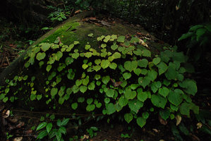 Begonia sinuata sur rocher moussu, Chanthaburi, Thailand