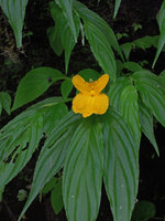 Monolophus (syn. Caulokaempferia) saxicola, Khao Yai, Thailand