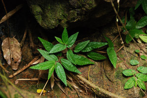 Elatostema repens, Khao Phra Thaeo NP, Phuket, Thailand