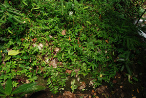 Elatostema repens, population on earth bank,  Khao Phra Thaeo NP, Phuket, Thailand