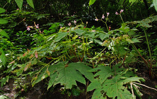 Begonia sp., ensemble, Khao Yai, Thailand