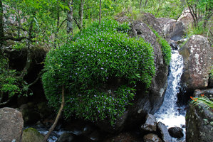 Talbotia elegans, population, Monks Cowl, Afr. Sud