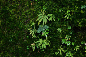 Argostemma parvum et Argostemma neurocalyx sur rocher moussu, Chanthaburi, Thailand