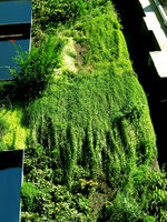 Ixeris stolonifera au Quai Branly