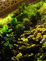 Begonia masoniana, Green Symphony, Taipeh Concert Hall