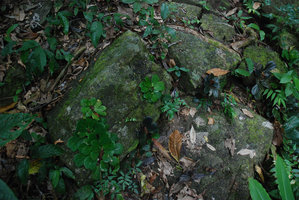 Begonia blancii, population mixte, individus verts tachetés et noiratres, Palawan