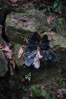 Begonia blancii, forme noire, Palawan