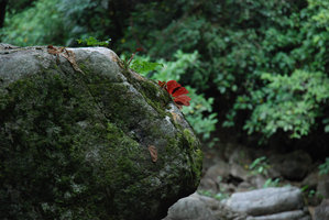Begonia blancii, dessous rouge de feuille tachetée, Palawan