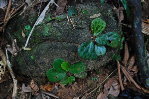 Begonia blancii, individu verts et tachetés, Palawan