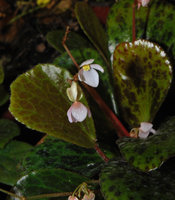 Begonia blancii, fleurs male et femelle, Palawan