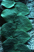 Piper obtusissimum (syn. P. clypeatum), Lampung, Sumatra