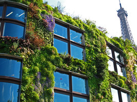 Musée du Quai Branly, Campanula et Tour Eiffel,  mai 2012