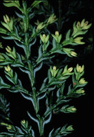 Austrocedrus chilensis - Chili