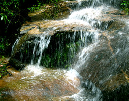 Fougère dans cascade - Doi Suthep