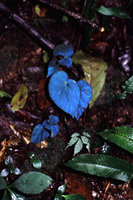 Begonia pavonina - Malaisie