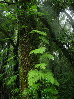 Davallia perdurans (= Araiostegia faberiana), epiphytic - Doi Inthanon Thailande