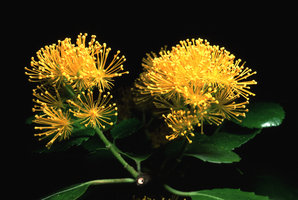 Azara serrata, Huerquehue, Chili