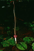 Cryptocoryne longicauda, Gunung Mulu NP, Sarawak - Borneo