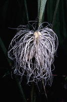 Dicranopygium  lugonis, Rio Villano, Pastaza, Ecuador