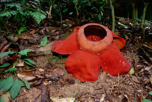 Rafflesia kerrii, Khao Sok NP, Thailand