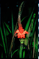 Carludovica palmata, Equateur