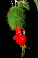 Cucurbitaceae sp, Thailande