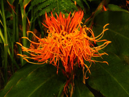 Hedychium longicornutum - Sumatra