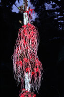 Herrania balaensis, Rio Villano, Pastaza, Ecuador