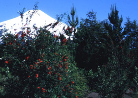 Embothrium coccineum, ensemble, au Chili