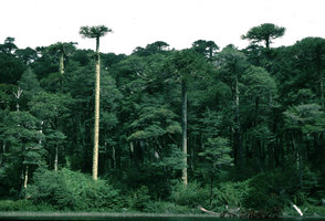 Forêt d&#039;Araucaria araucana et Nothofagus, lac Huerquehue - Chili