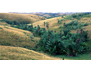 Ravenala madagascariensis \'Horonahorona\' - côte Est Madagascar