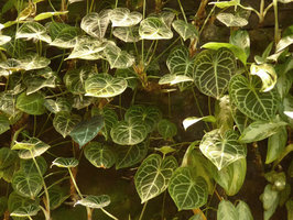 360 Mall, Kuwait, Vertical Gardens by Patrick Blanc, Anthurium clarinervium thriving after 8 years