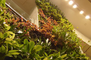360 Mall, Kuwait, Vertical Gardens by Patrick Blanc, Begonias and Platycerium thriving eight years after plant installation